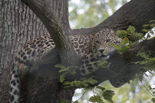 Leopard