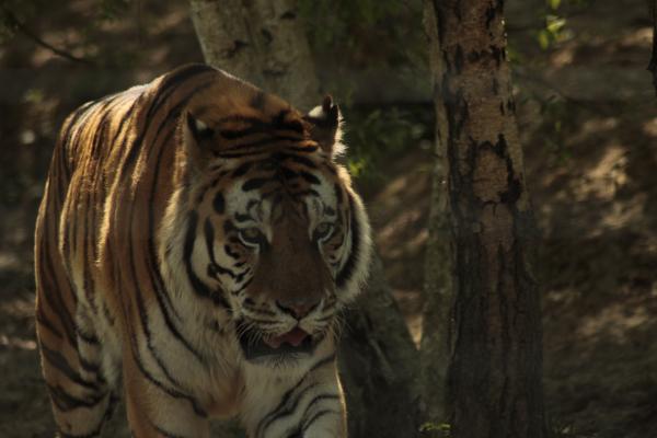tiger