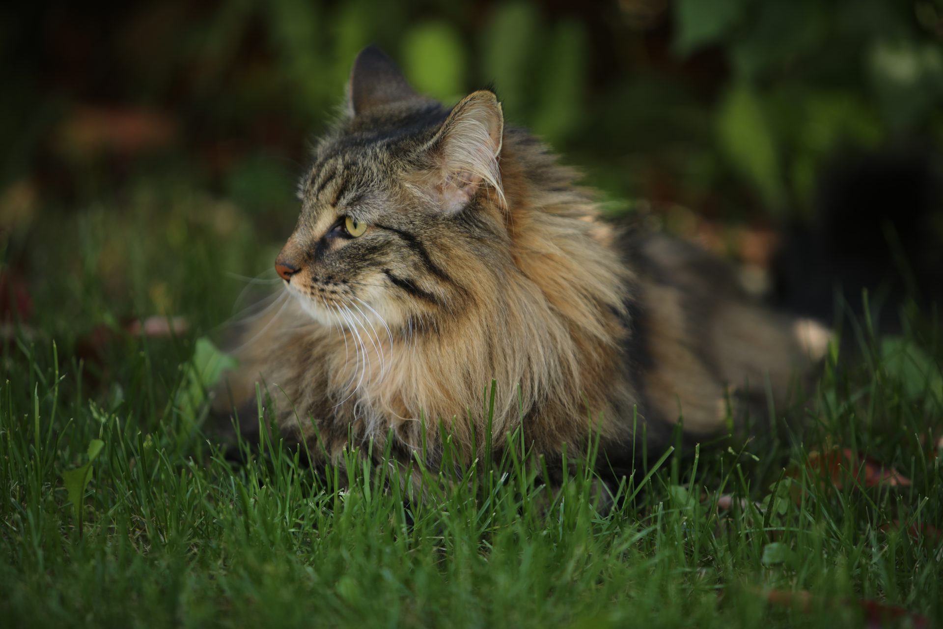 Java dans le jardin