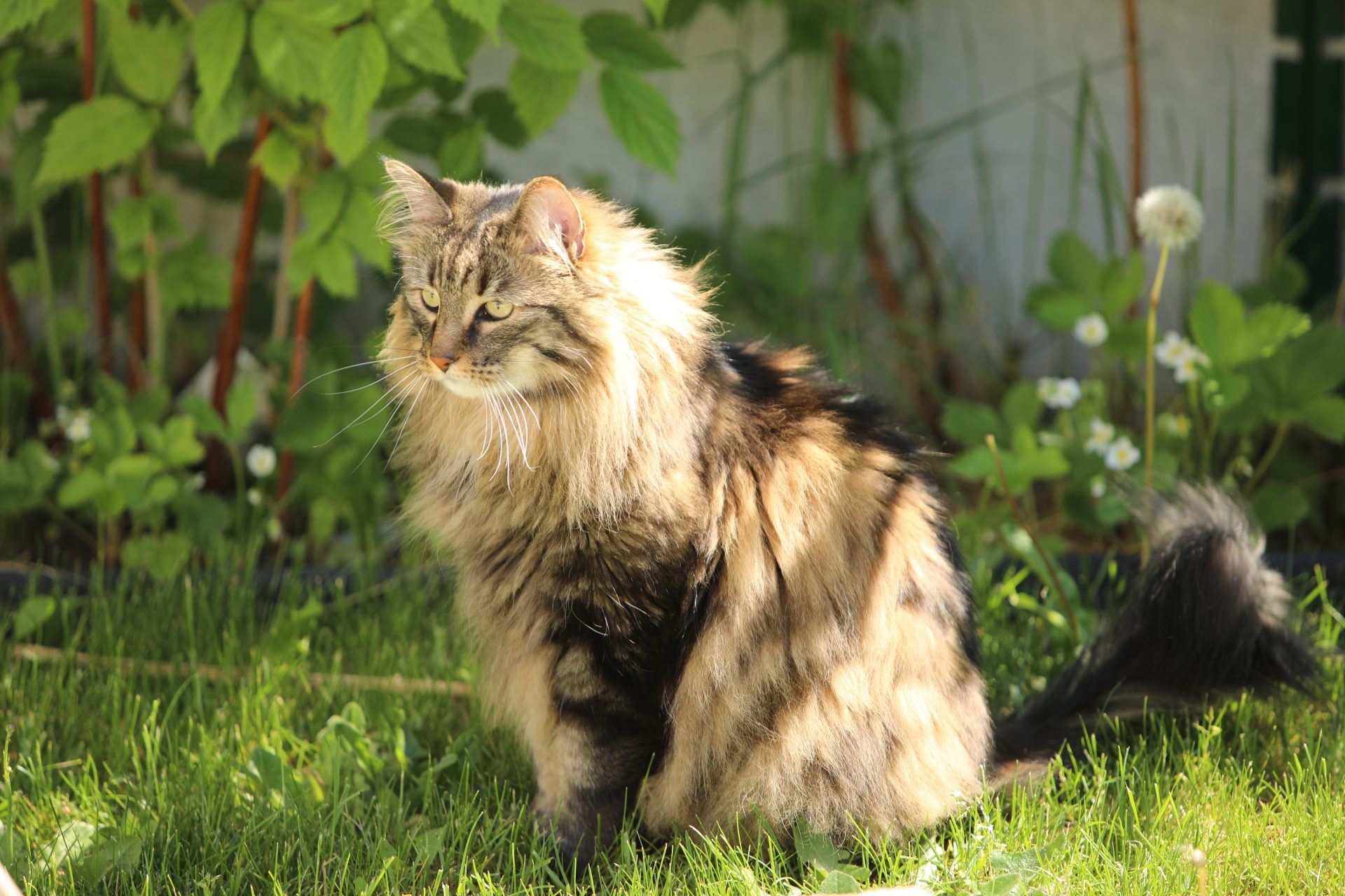 Java dans le jardin