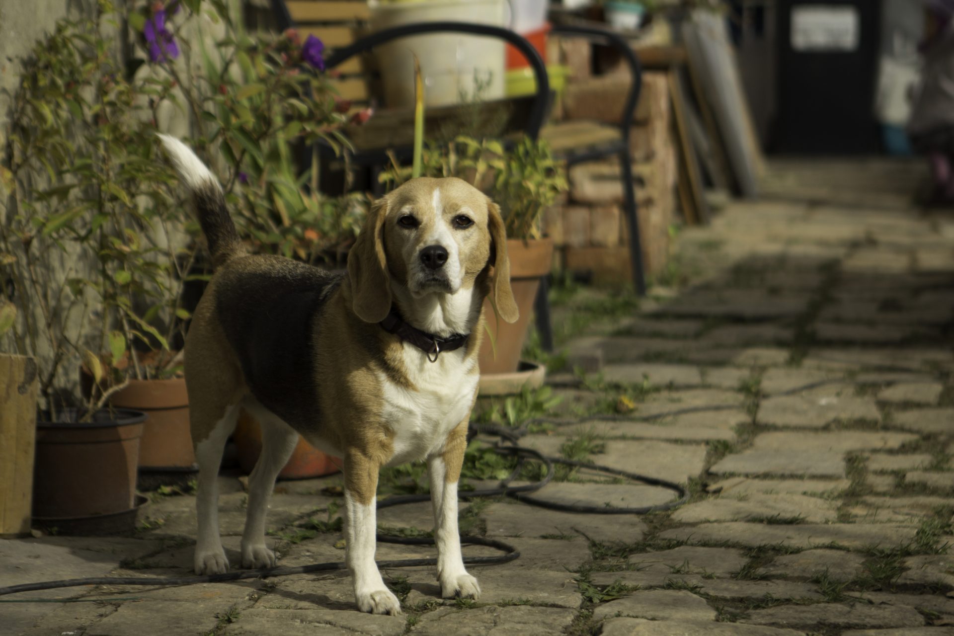 Mindy, la chienne de mes parents